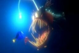 Finding Nemo Angler Fish